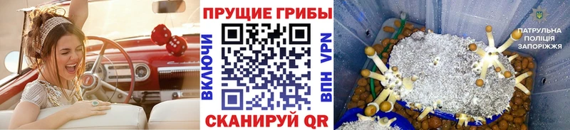 Купить  Билибино  Псилоцибиновые грибы Psilocybine cubensis 